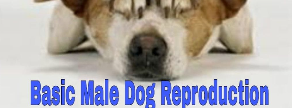 Basic Male Dog Reproduction