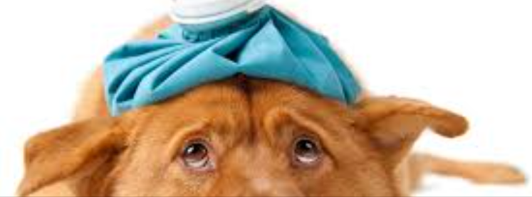 Signs that Your Dog is Ill and Needs Veterinary Care
